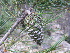  ( - PNCA160)  @11 [ ] CreativeCommons - Attribution Non-Commercial Share-Alike (2006) David Sebastian Gernandt Universidad Nacional Autonoma de Mexico, Instituto de Biologia