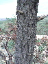  ( - PNCA160)  @11 [ ] CreativeCommons - Attribution Non-Commercial Share-Alike (2006) David Sebastian Gernandt Universidad Nacional Autonoma de Mexico, Instituto de Biologia