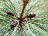  ( - PNCA0096)  @11 [ ] CreativeCommons - Attribution Non-Commercial Share-Alike (2006) David Sebastian Gernandt Universidad Nacional Autonoma de Mexico, Instituto de Biologia