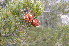  ( - PNCA278)  @13 [ ] CreativeCommons - Attribution Non-Commercial Share-Alike (2007) David Sebastian Gernandt Universidad Nacional Autonoma de Mexico, Instituto de Biologia