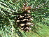  ( - PNCA0074)  @11 [ ] CreativeCommons - Attribution Non-Commercial Share-Alike (2009) David Sebastian Gernandt Universidad Nacional Autonoma de Mexico, Instituto de Biologia