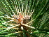  ( - PNCA0074)  @11 [ ] CreativeCommons - Attribution Non-Commercial Share-Alike (2009) David Sebastian Gernandt Universidad Nacional Autonoma de Mexico, Instituto de Biologia