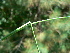  ( - PNCA0074)  @11 [ ] CreativeCommons - Attribution Non-Commercial Share-Alike (2009) David Sebastian Gernandt Universidad Nacional Autonoma de Mexico, Instituto de Biologia