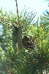  ( - PNCA0075)  @11 [ ] CreativeCommons - Attribution Non-Commercial Share-Alike (2009) David Sebastian Gernandt Universidad Nacional Autonoma de Mexico, Instituto de Biologia
