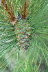  ( - PNCA0078)  @11 [ ] CreativeCommons - Attribution Non-Commercial Share-Alike (2007) David Sebastian Gernandt Universidad Nacional Autonoma de Mexico, Instituto de Biologia