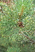  ( - PNCA0079)  @11 [ ] CreativeCommons - Attribution Non-Commercial Share-Alike (2009) David Sebastian Gernandt Universidad Nacional Autonoma de Mexico, Instituto de Biologia