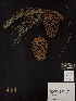 ( - PNCA0001)  @12 [ ] CreativeCommons - Attribution Non-Commercial Share-Alike (2012) David Sebastian Gernandt Universidad Nacional Autonoma de Mexico, Instituto de Biologia