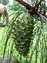  ( - PNCA247)  @11 [ ] CreativeCommons - Attribution Non-Commercial Share-Alike (2007) David Sebastian Gernandt Universidad Nacional Autonoma de Mexico, Instituto de Biologia