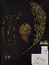  ( - PNCA247)  @12 [ ] CreativeCommons - Attribution Non-Commercial Share-Alike (2012) David Sebastian Gernandt Universidad Nacional Autonoma de Mexico, Instituto de Biologia