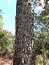  ( - PNCA232)  @11 [ ] CreativeCommons - Attribution Non-Commercial Share-Alike (2012) David Sebastian Gernandt Universidad Nacional Autonoma de Mexico, Instituto de Biologia