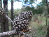  ( - PNCA0034)  @12 [ ] CreativeCommons - Attribution Non-Commercial Share-Alike (2012) David Sebastian Gernandt Universidad Nacional Autonoma de Mexico, Instituto de Biologia