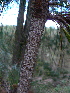 ( - PNCA0034)  @12 [ ] CreativeCommons - Attribution Non-Commercial Share-Alike (2012) David Sebastian Gernandt Universidad Nacional Autonoma de Mexico, Instituto de Biologia