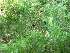 ( - PNCA196)  @14 [ ] CreativeCommons - Attribution Non-Commercial Share-Alike (2012) Mac H. Alford University of Southern Mississippi