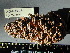  ( - PNCA272)  @11 [ ] CreativeCommons - Attribution Non-Commercial Share-Alike (2012) Aaron Liston Oregon State University