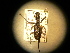  ( - USNM ENT 00727354)  @12 [ ] CreativeCommons - Attribution Non-Commercial Share-Alike (2014) C. W. Wardhaugh Czech Academy of Sciences