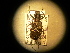  ( - USNM ENT 00727495)  @12 [ ] CreativeCommons - Attribution Non-Commercial Share-Alike (2014) C. W. Wardhaugh Czech Academy of Sciences