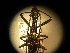  ( - USNM ENT 00727947)  @12 [ ] CreativeCommons - Attribution Non-Commercial Share-Alike (2014) C. W. Wardhaugh Czech Academy of Sciences