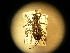  ( - USNM ENT 00728231)  @12 [ ] CreativeCommons - Attribution Non-Commercial Share-Alike (2014) C. W. Wardhaugh Czech Academy of Sciences