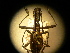  ( - USNM ENT 00728469)  @12 [ ] CreativeCommons - Attribution Non-Commercial Share-Alike (2014) C. W. Wardhaugh Czech Academy of Sciences