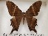  ( - CSUC10)  @11 [ ] CreativeCommons  Attribution Share-Alike (2021) Candice Sawyer California State University, Chico State Entomology Collection