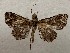  ( - CSUC173)  @11 [ ] CreativeCommons  Attribution Share-Alike (2021) Candice Sawyer California State University, Chico State Entomology Collection