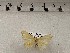  ( - CSUC190)  @11 [ ] CreativeCommons  Attribution Share-Alike (2021) Candice Sawyer California State University, Chico State Entomology Collection