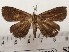  ( - CSUC41)  @11 [ ] CreativeCommons  Attribution Share-Alike (2021) Candice Sawyer California State University, Chico State Entomology Collection