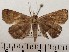  ( - CSUC43)  @11 [ ] CreativeCommons  Attribution Share-Alike (2021) Candice Sawyer California State University, Chico State Entomology Collection