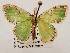  ( - CSUC81)  @11 [ ] CreativeCommons  Attribution Share-Alike (2021) Candice Sawyer California State University, Chico State Entomology Collection
