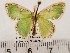  ( - CSUC81)  @11 [ ] CreativeCommons  Attribution Share-Alike (2021) Candice Sawyer California State University, Chico State Entomology Collection