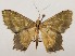  ( - CSUC87)  @11 [ ] CreativeCommons  Attribution Share-Alike (2021) Candice Sawyer California State University, Chico State Entomology Collection