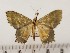  ( - CSUC87)  @11 [ ] CreativeCommons  Attribution Share-Alike (2021) Candice Sawyer California State University, Chico State Entomology Collection