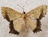  ( - CSUC87)  @11 [ ] CreativeCommons  Attribution Share-Alike (2021) Candice Sawyer California State University, Chico State Entomology Collection