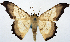  ( - 1246524)  @11 [ ] CreativeCommons - Attribution Non-Commercial Share-Alike (2015) David Polluck Smithsonian Institution