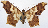  ( - 1246525)  @11 [ ] CreativeCommons - Attribution Non-Commercial Share-Alike (2015) David Polluck Smithsonian Institution