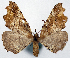  (Microtome amaura - 1246527)  @11 [ ] CreativeCommons - Attribution Non-Commercial Share-Alike (2015) David Polluck Smithsonian Institution