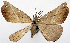  (Microtome pallidilinea - 1246529)  @11 [ ] CreativeCommons - Attribution Non-Commercial Share-Alike (2015) David Polluck Smithsonian Institution
