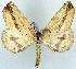  (Microtome stramineata - 1246534)  @11 [ ] CreativeCommons - Attribution Non-Commercial Share-Alike (2015) David Polluck Smithsonian Institution