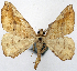  (Microtome trigonata - 1246535)  @11 [ ] CreativeCommons - Attribution Non-Commercial Share-Alike (2015) David Polluck Smithsonian Institution