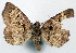  ( - 1246537)  @11 [ ] CreativeCommons - Attribution Non-Commercial Share-Alike (2015) David Polluck Smithsonian Institution