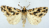  ( - 1246543)  @11 [ ] CreativeCommons - Attribution Non-Commercial Share-Alike (2015) David Polluck Smithsonian Institution
