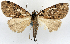  ( - 1246547)  @11 [ ] CreativeCommons - Attribution Non-Commercial Share-Alike (2015) David Polluck Smithsonian Institution