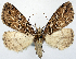  ( - 1246556)  @11 [ ] CreativeCommons - Attribution Non-Commercial Share-Alike (2015) David Polluck Smithsonian Institution