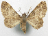  (Gymnoscelis argyropasta - CCDB-20690-D01)  @11 [ ] CreativeCommons - Attribution (2014) David Pollock Centre for Biodiversity Genomics