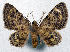  (Micrulia gyroducta - CCDB-20690-F07)  @11 [ ] CreativeCommons - Attribution (2014) David Pollock Centre for Biodiversity Genomics