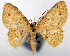 (Eois leucampyx - CCDB-20690-H02)  @11 [ ] CreativeCommons - Attribution (2014) David Pollock Centre for Biodiversity Genomics