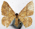  ( - CCDB-20690-H03)  @11 [ ] CreativeCommons - Attribution (2014) David Pollock Centre for Biodiversity Genomics