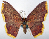  (Eois pallicinctaria - CCDB-20690-H10)  @11 [ ] CreativeCommons - Attribution (2014) David Pollock Centre for Biodiversity Genomics