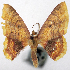  (Eois grataria ab. perflava - CCDB-20690-H09)  @11 [ ] CreativeCommons - Attribution (2014) David Pollock Centre for Biodiversity Genomics