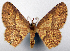  (Eois sanguilineata - CCDB-20690-H06)  @11 [ ] CreativeCommons - Attribution (2014) David Pollock Centre for Biodiversity Genomics